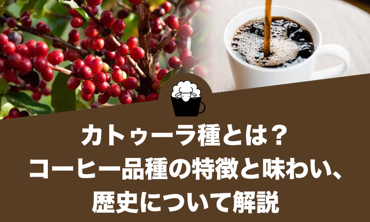 カトゥーラ種とは？コーヒー品種の特徴と味わい、歴史について
