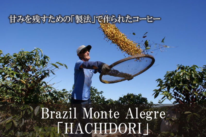 ブラジル モンテアレグレ農園ハチドリ