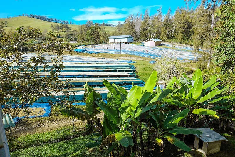 パプアニューギニア バロイダ農園